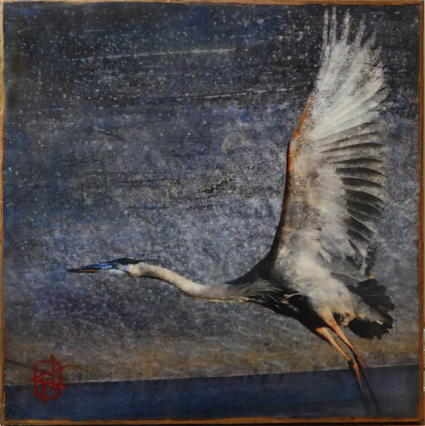 EveningWings EveningWings