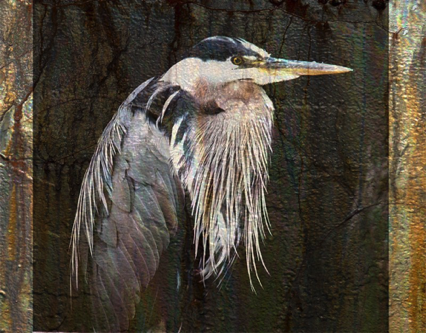 Heron Heron