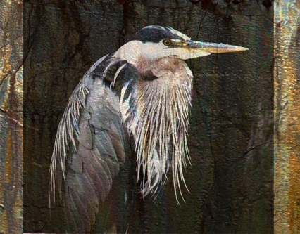 Heron